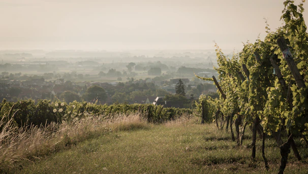 Aerial view of a sprawling vineyard estate at dawn, with mist rising between the rows.