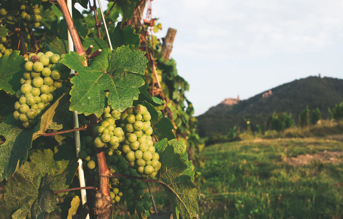 Bunch of grapes on a vine in Alsace