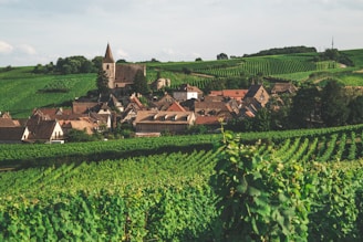 a small village surrounded by lush green fields