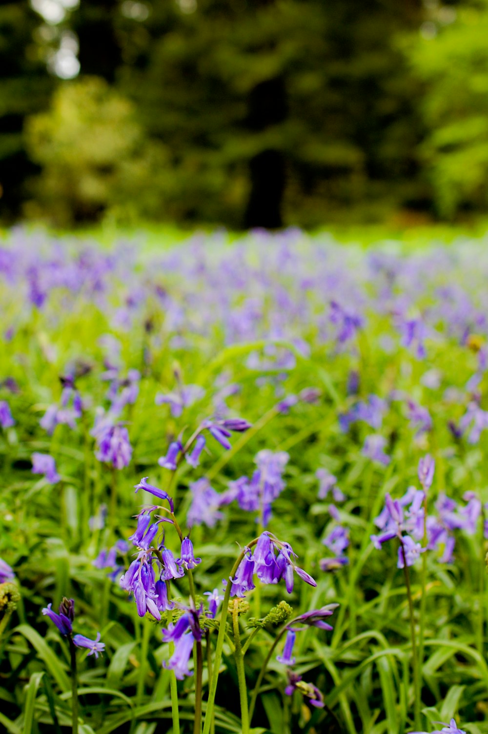 a field full of purple flowers with trees in the background