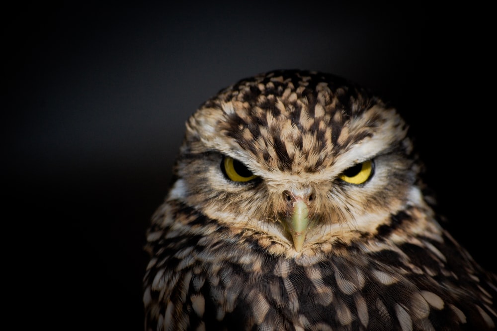 a close up of an owl with yellow eyes