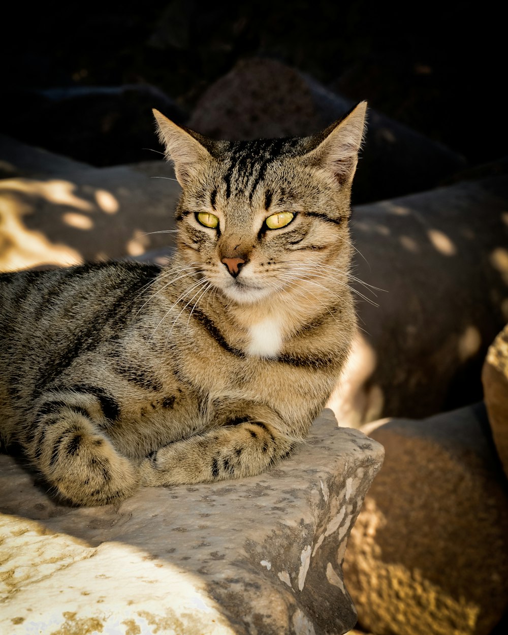 a cat sitting on top of a rock