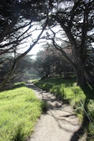 A peaceful path winding through a lush green forest bathed in golden light.