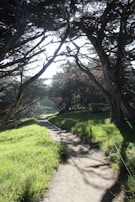 A peaceful trail winding through a sunlit forest, inviting a mindful walk.