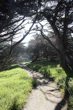 A peaceful path winding through a quiet forest at dawn.