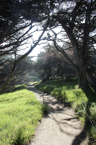 A peaceful path through a forest with soft sunlight filtering through the trees, symbolizing a spiritual journey.