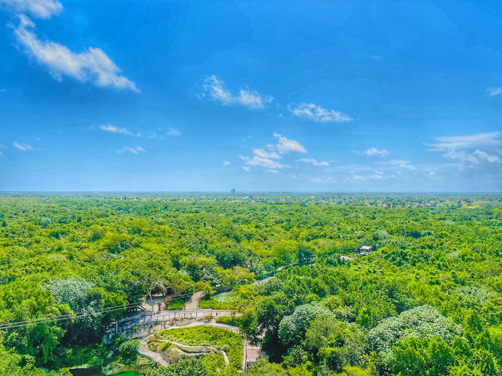 an aerial view of a lush green forest