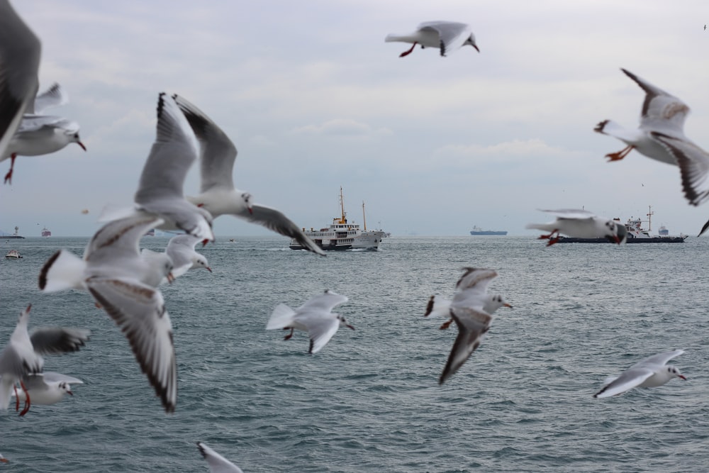 a flock of seagulls flying over a body of water