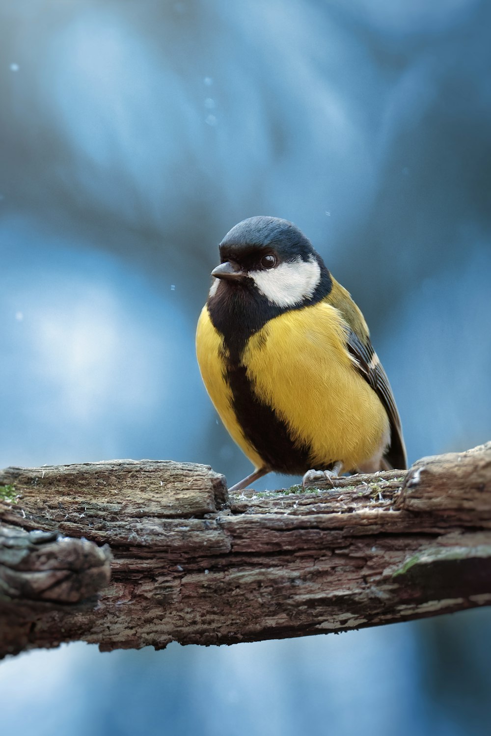 a small yellow and black bird sitting on a branch