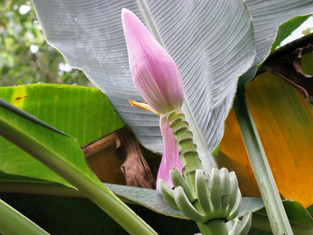 una planta de plátano con una flor rosada y hojas verdes