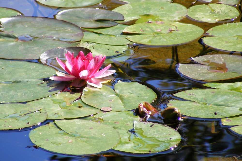 a pink water lily in a pond with lily pads