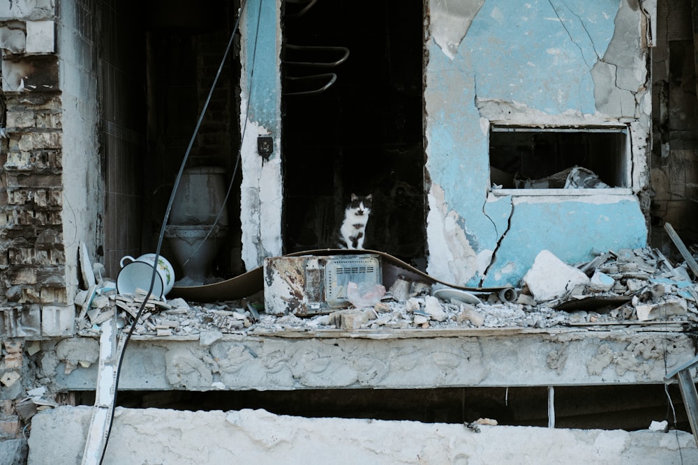 a cat sitting in the window of a destroyed building