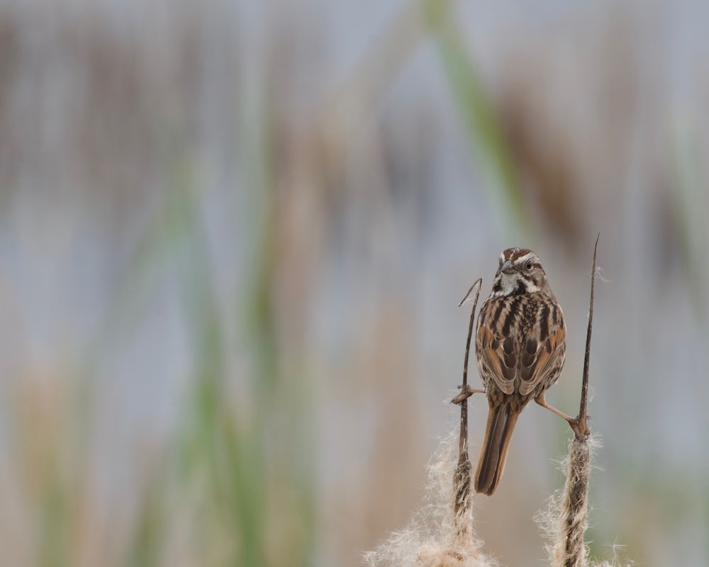 a small bird sitting on top of a plant