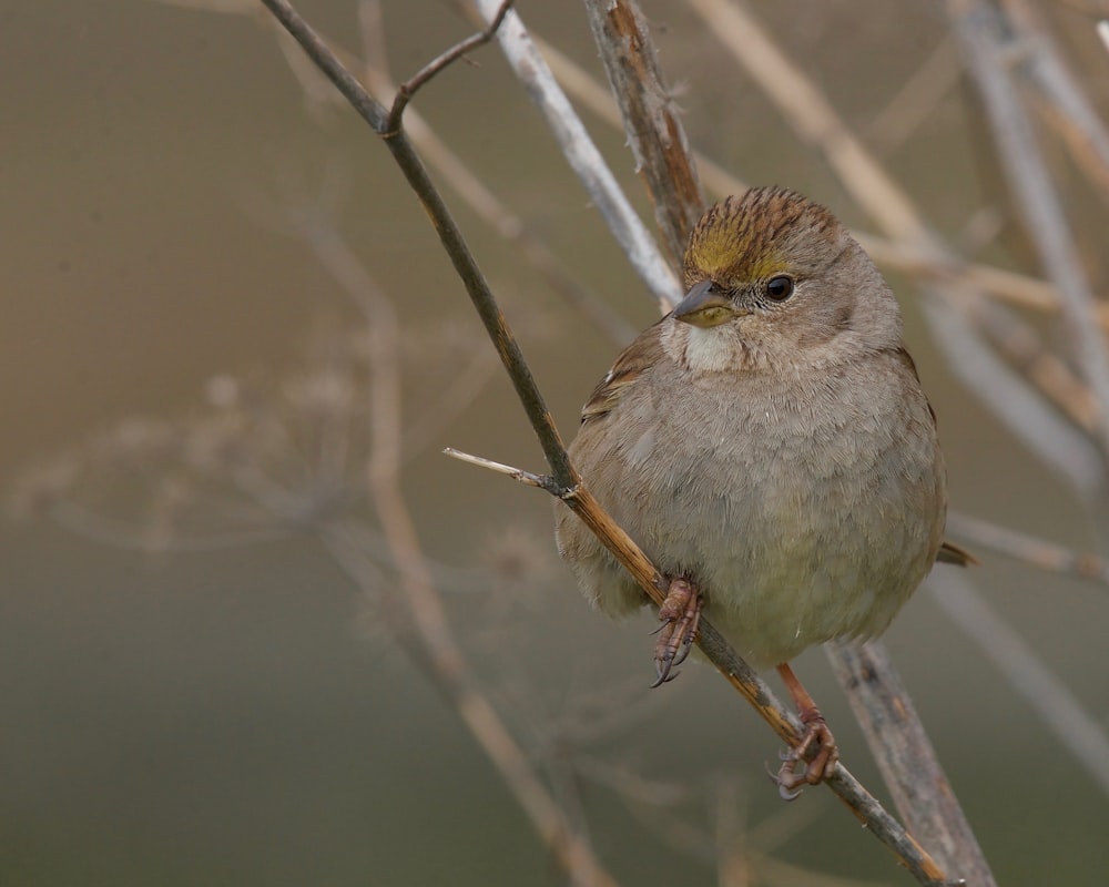 a small bird sitting on top of a tree branch