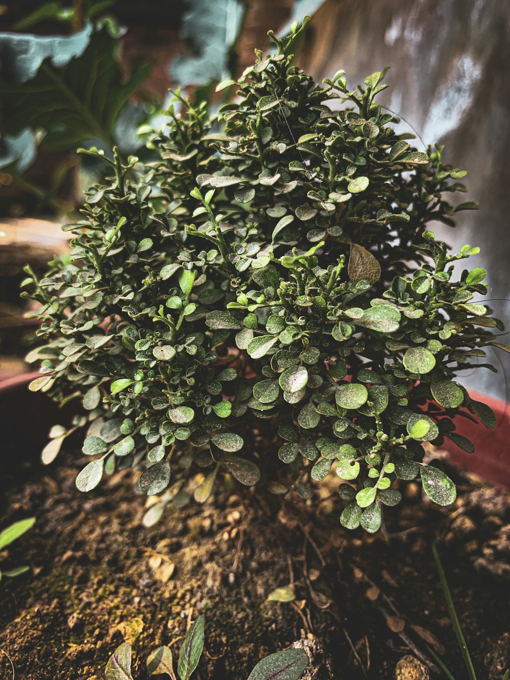 a plant with green leaves in a pot