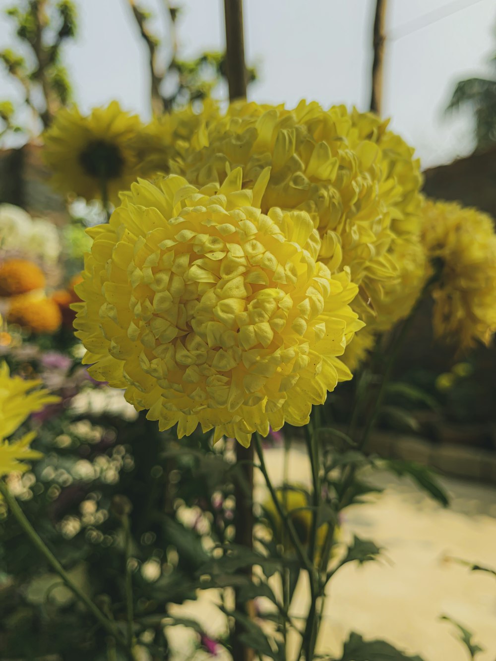 Un primer plano de una flor amarilla en un jardín