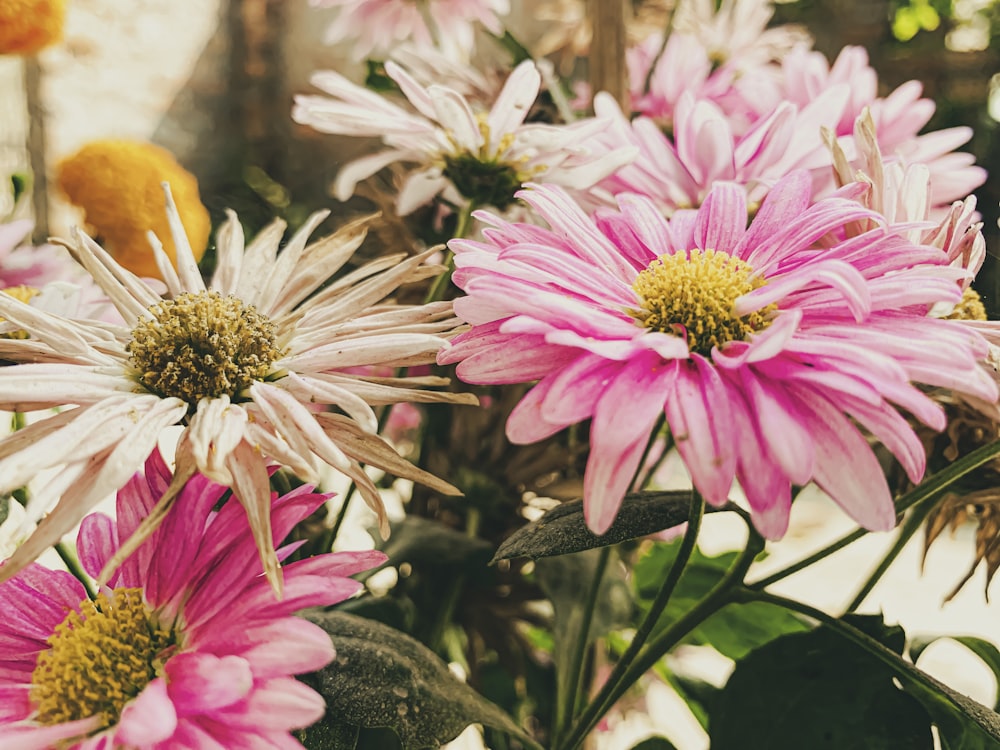 a bunch of pink and white flowers in a vase