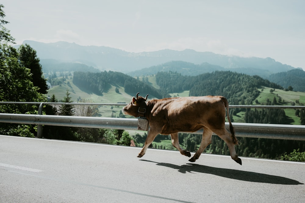 a brown cow walking across a road next to a forest
