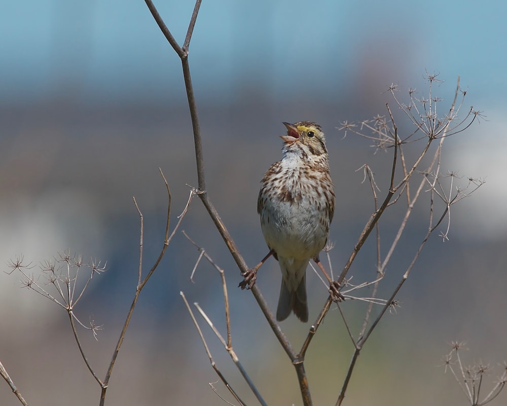 un petit oiseau assis au sommet d’une branche d’arbre