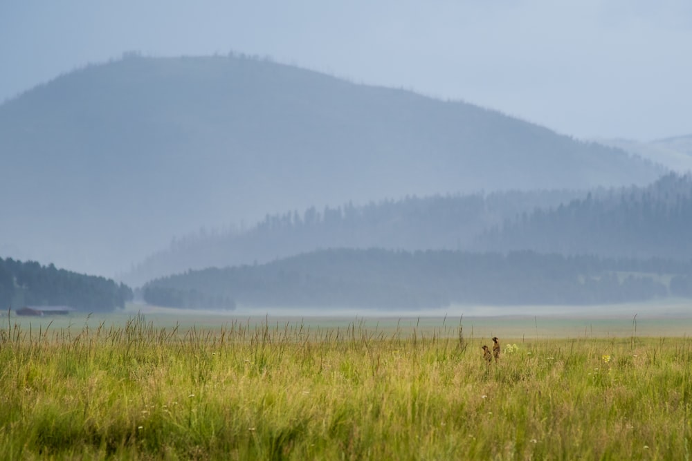 a lone deer in a field with mountains in the background
