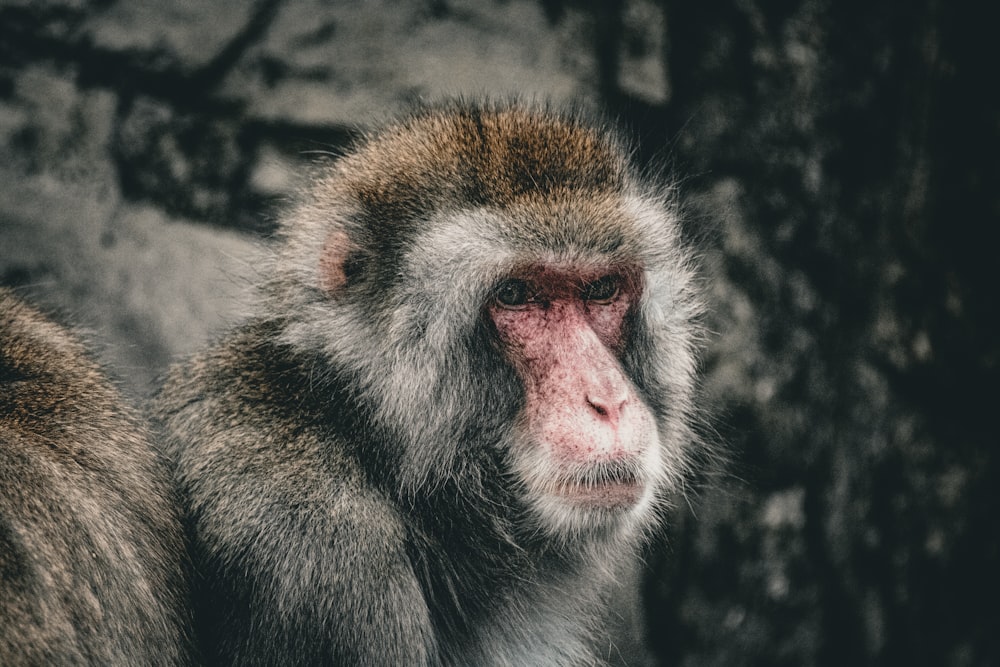 a close up of a monkey near a tree