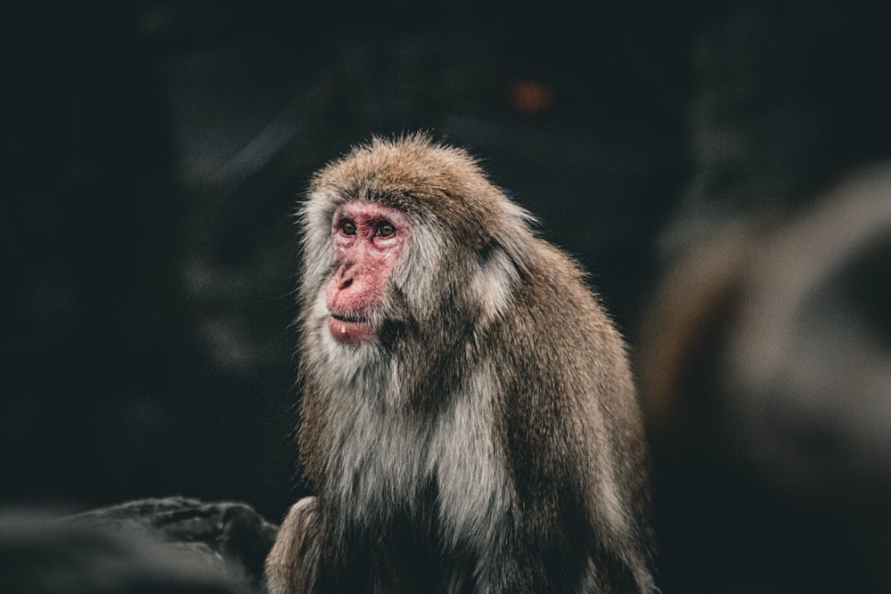 a monkey sitting on top of a rock