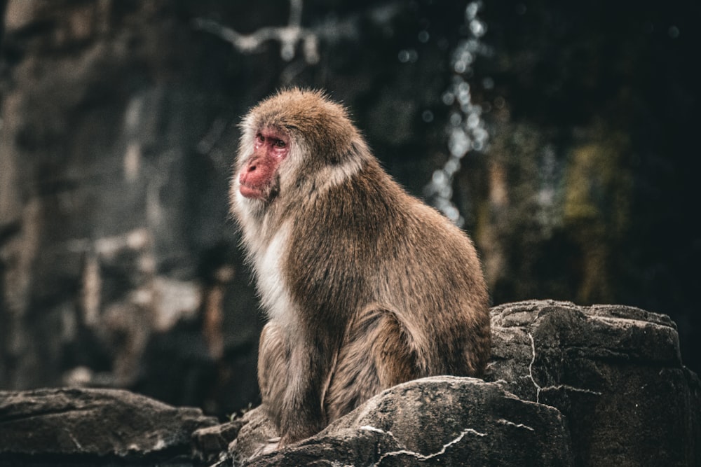 a monkey sitting on top of a large rock