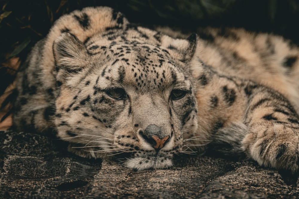 a close up of a snow leopard laying on a rock