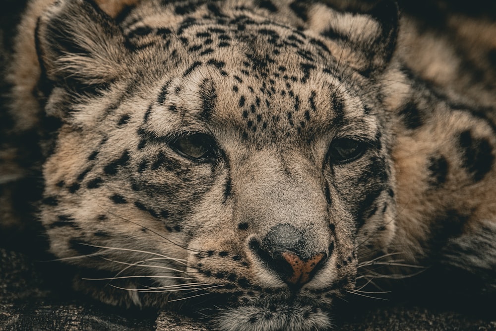 a close up of a leopard laying on the ground