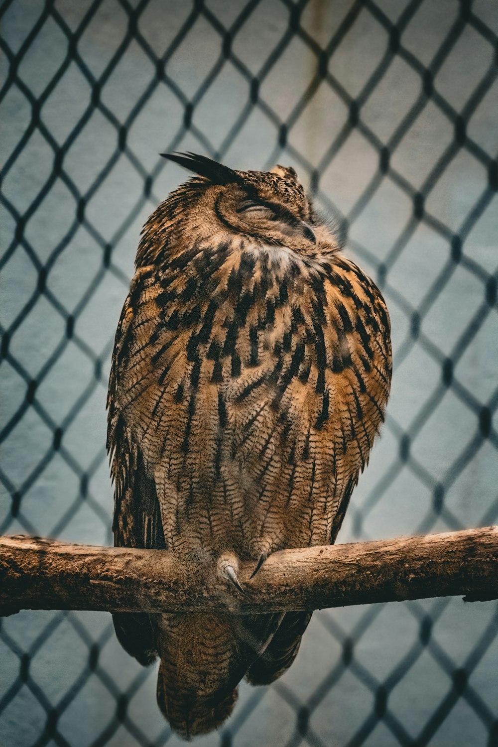 an owl sitting on a branch in front of a fence