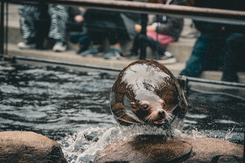 a seal is swimming in the water at a zoo