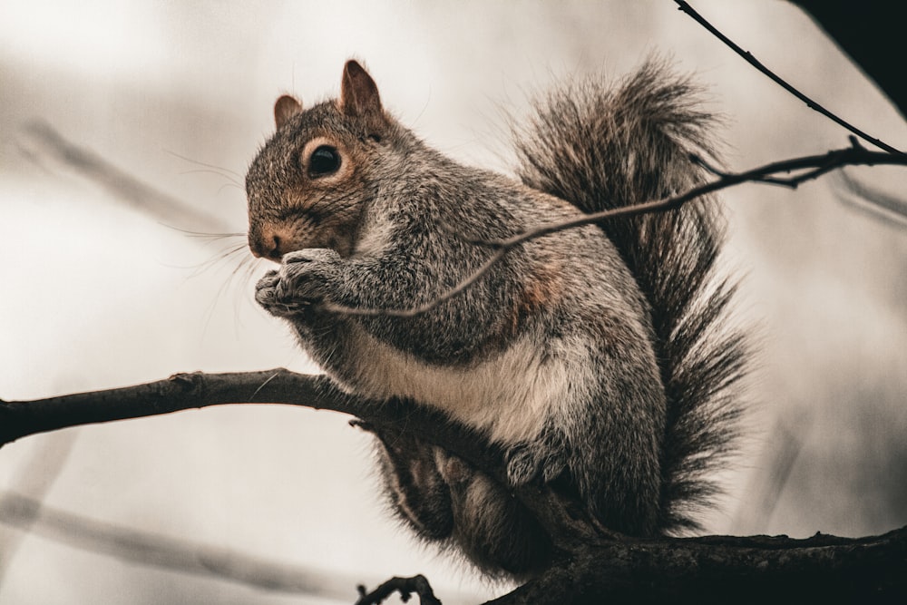 a squirrel sitting on top of a tree branch