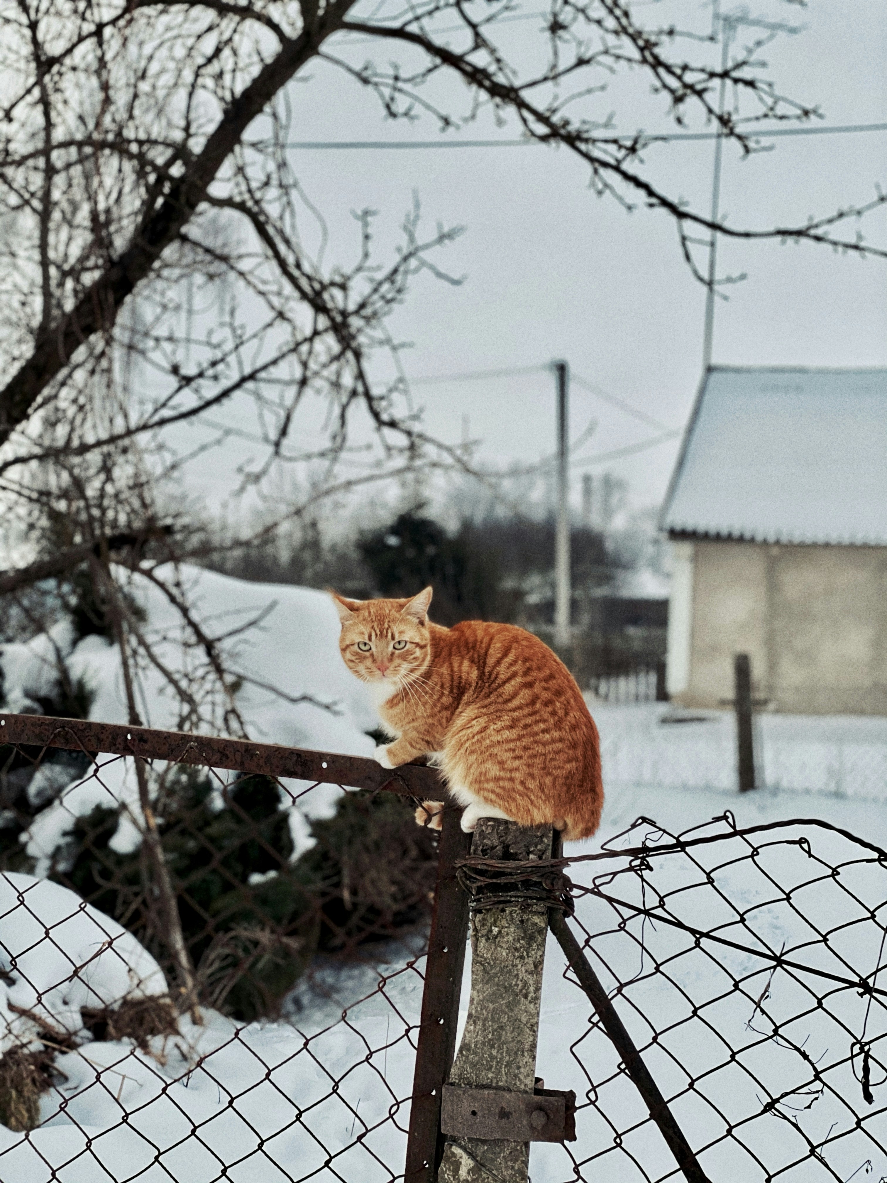 an orange and white cat sitting on top of a fence