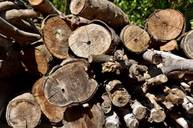 A stack of neatly arranged logs and branches of varying sizes, with visible cut ends showcasing tree rings. The wood textures are prominent, creating a natural, earthy feel. Sunlight highlights the surfaces, adding contrast and depth.