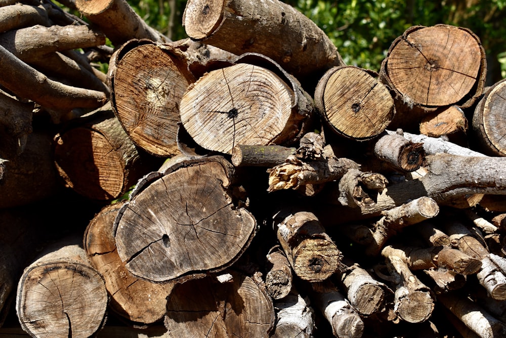 a pile of cut wood sitting next to a forest