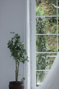 A potted plant with lush green leaves sits next to a large window with white framing. Outside the window, foliage and greenery are visible, creating a refreshing, natural scene. The light coming through the window gives the room a serene and airy feel.