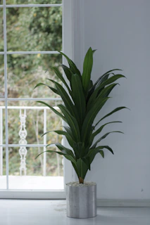A tall wooden plant stand holding lush green ferns near a sunlit window