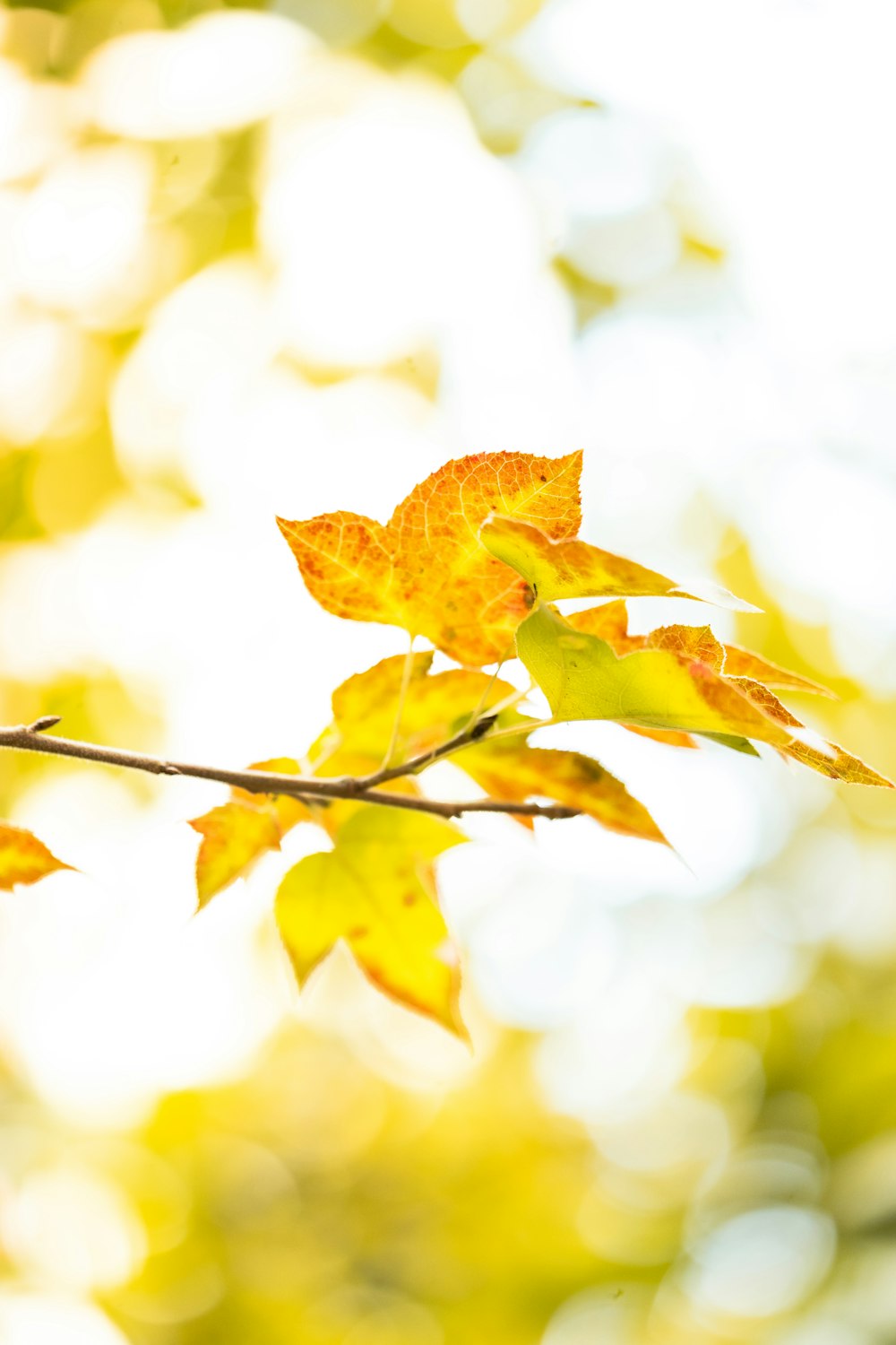 a branch with yellow leaves in the sunlight