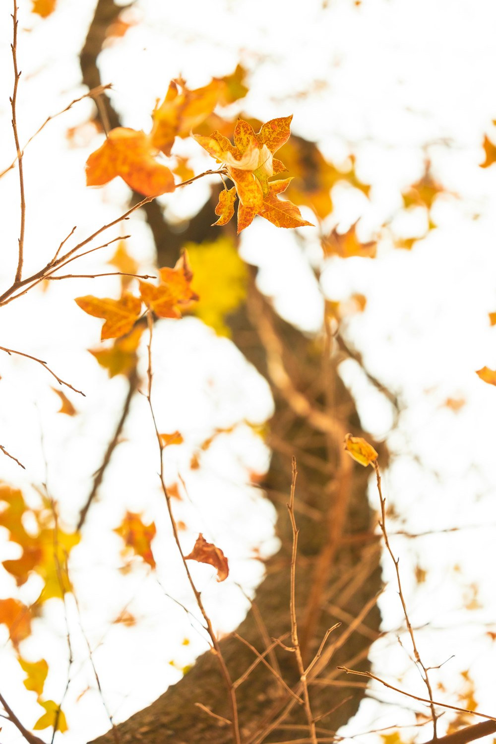 a tree with yellow leaves and a white sky in the background