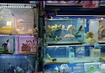 A variety of bird cages and rabbit enclosures are displayed in a pet shop, each housing different animals. The cages contain colorful small birds such as parakeets and possibly finches, while the enclosures below contain rabbits with distinctive black and white patterns. The scene is illuminated with artificial lighting, casting a bright glow over the animals and cages.
