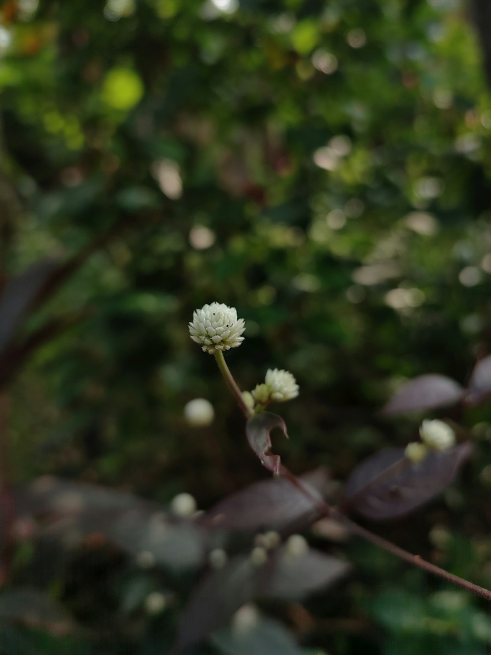 a small white flower sitting in the middle of a forest