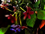 A cluster of vibrant flowers with petals in shades of red, pink, and purple intermingled with lush green leaves. The flowers appear fresh and are attached to long, slender stems. The background is mostly dark, highlighting the vivid colors of the flowers and leaves.