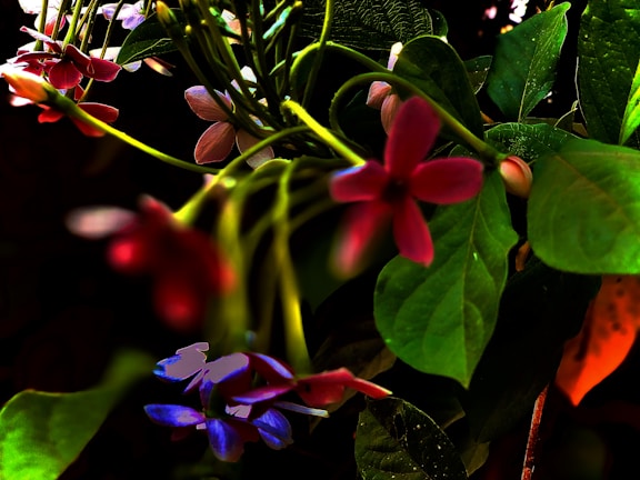 A cluster of vibrant flowers with petals in shades of red, pink, and purple intermingled with lush green leaves. The flowers appear fresh and are attached to long, slender stems. The background is mostly dark, highlighting the vivid colors of the flowers and leaves.