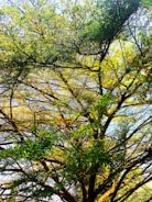 A healthy tree canopy with sunlight filtering through vibrant green leaves.