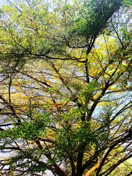 A healthy tree canopy with sunlight filtering through vibrant green leaves.