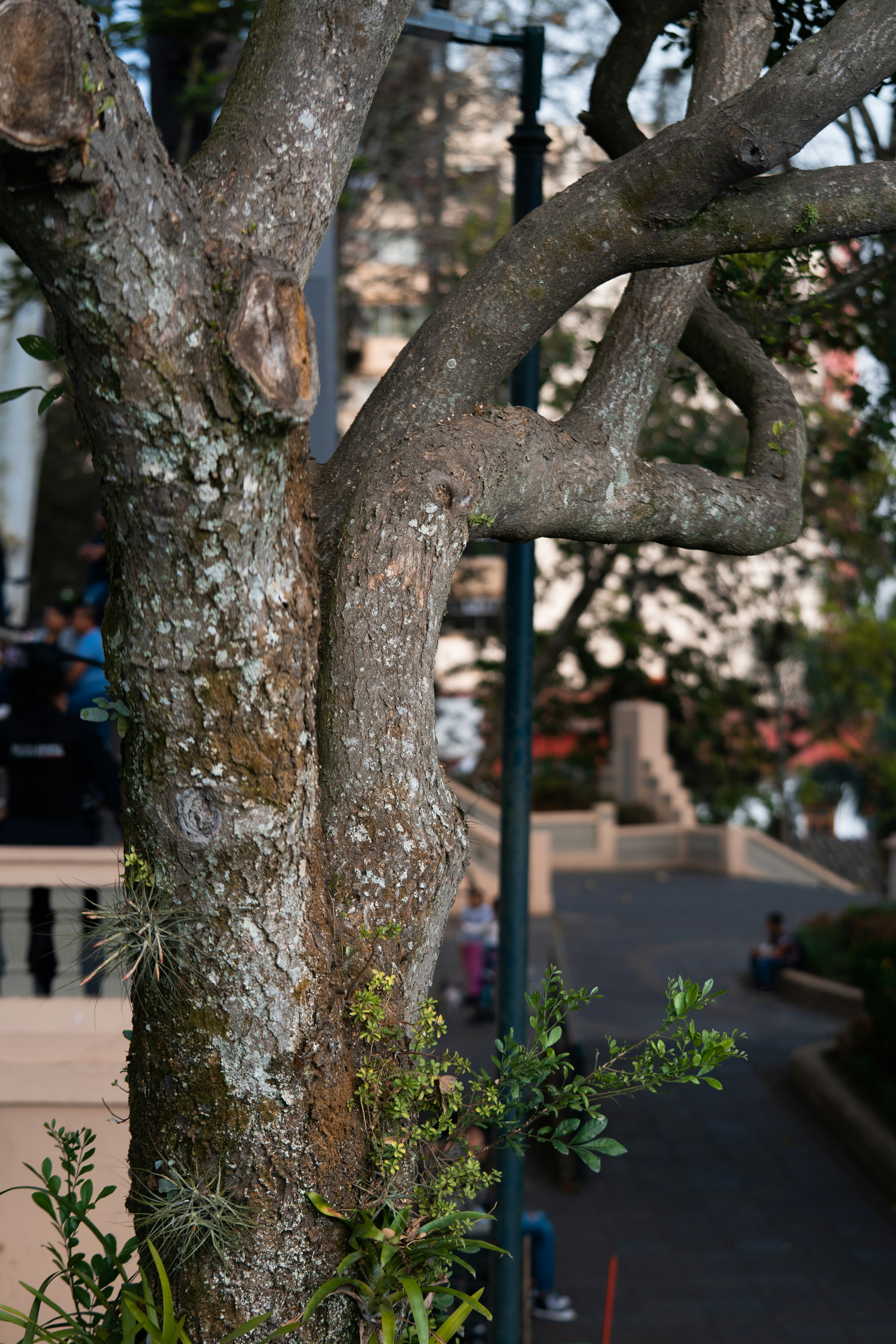Choose from a curated selection of tree photos. Always free on Unsplash.