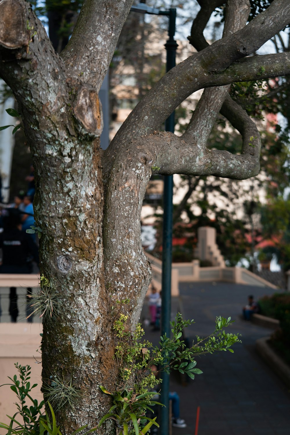 Ein Baum, der sich neben einem Bürgersteig befindet