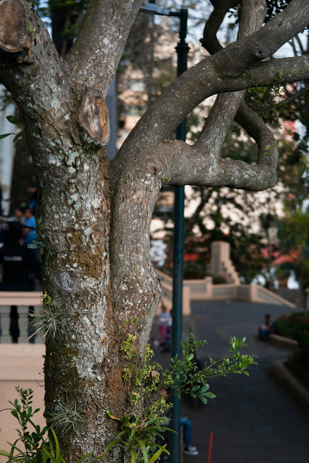 a tree that is next to a sidewalk