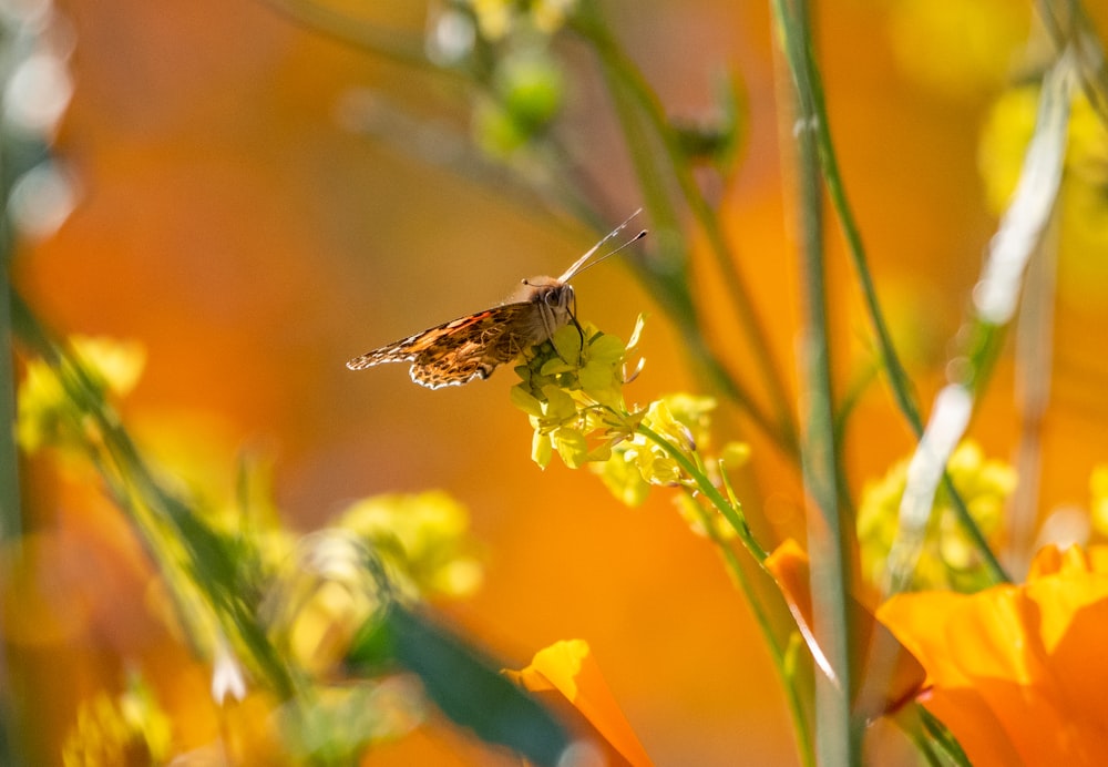 a close up of a small insect on a flower