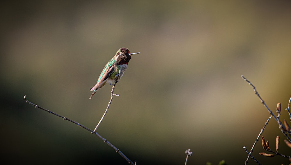 a hummingbird perched on a branch with a blurry background
